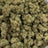 Caviar Runtz bulk THCA flower — Plain Jane 1 lb