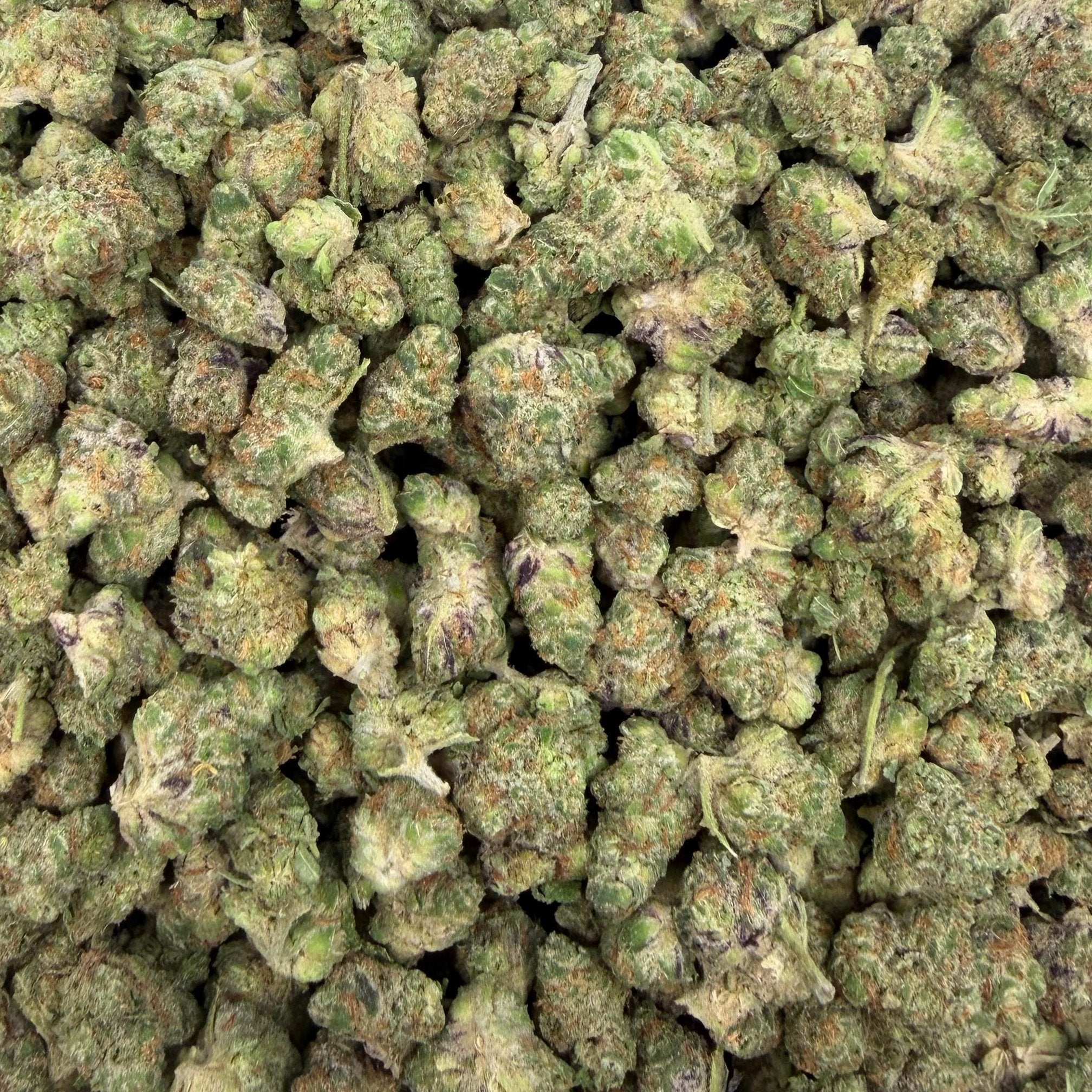 Cereal Milk bulk THCA flower — Plain Jane 1 lb