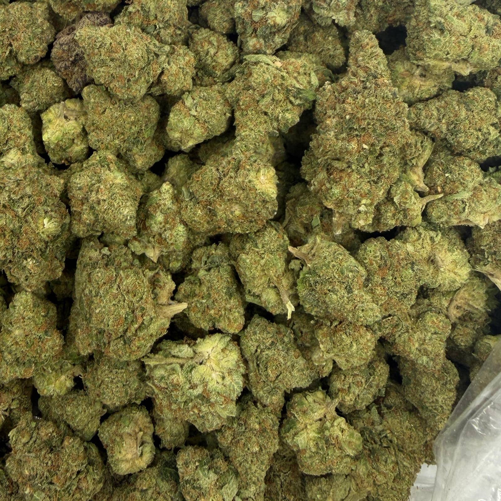 Chapel of Love bulk THCA flower — Plain Jane 1 lb