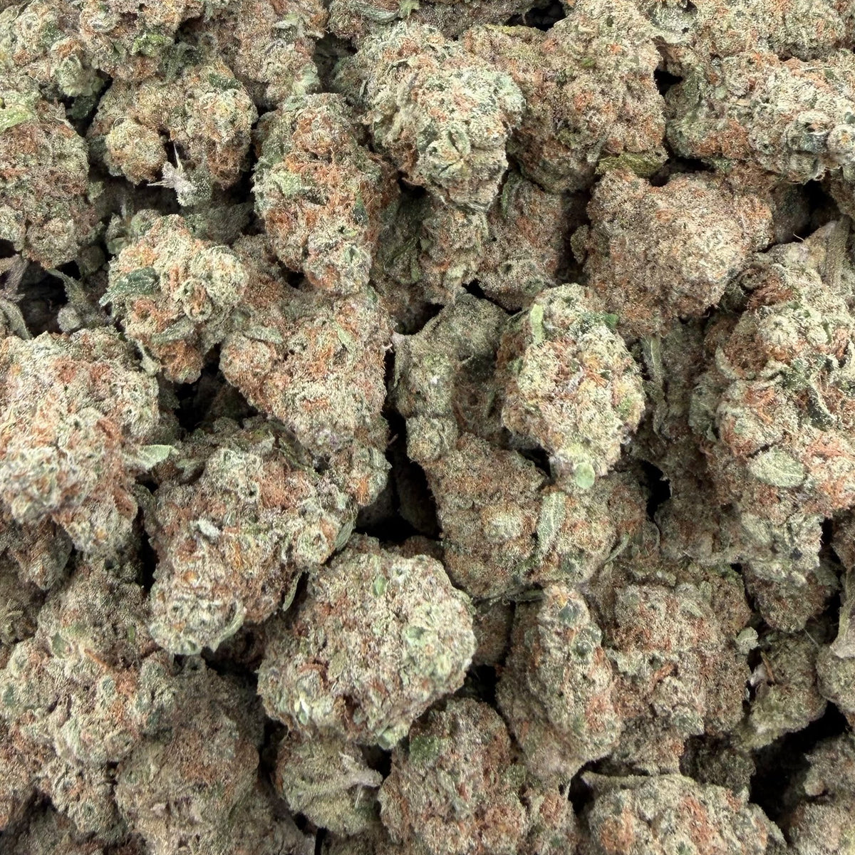 Cheddar Cheese bulk THCA flower — Plain Jane 1 lb