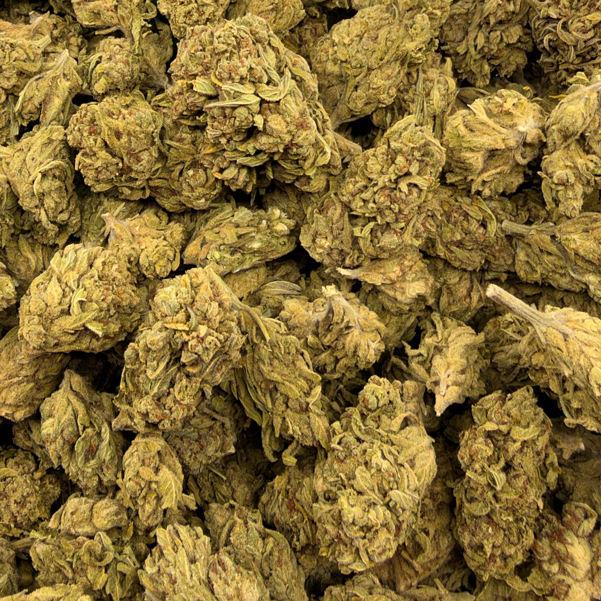 Cheddar Cheese bulk THCA flower — Plain Jane 1 lb