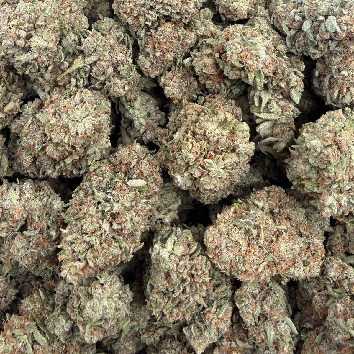 Cheetah Piss bulk THCA flower — Plain Jane 1 lb