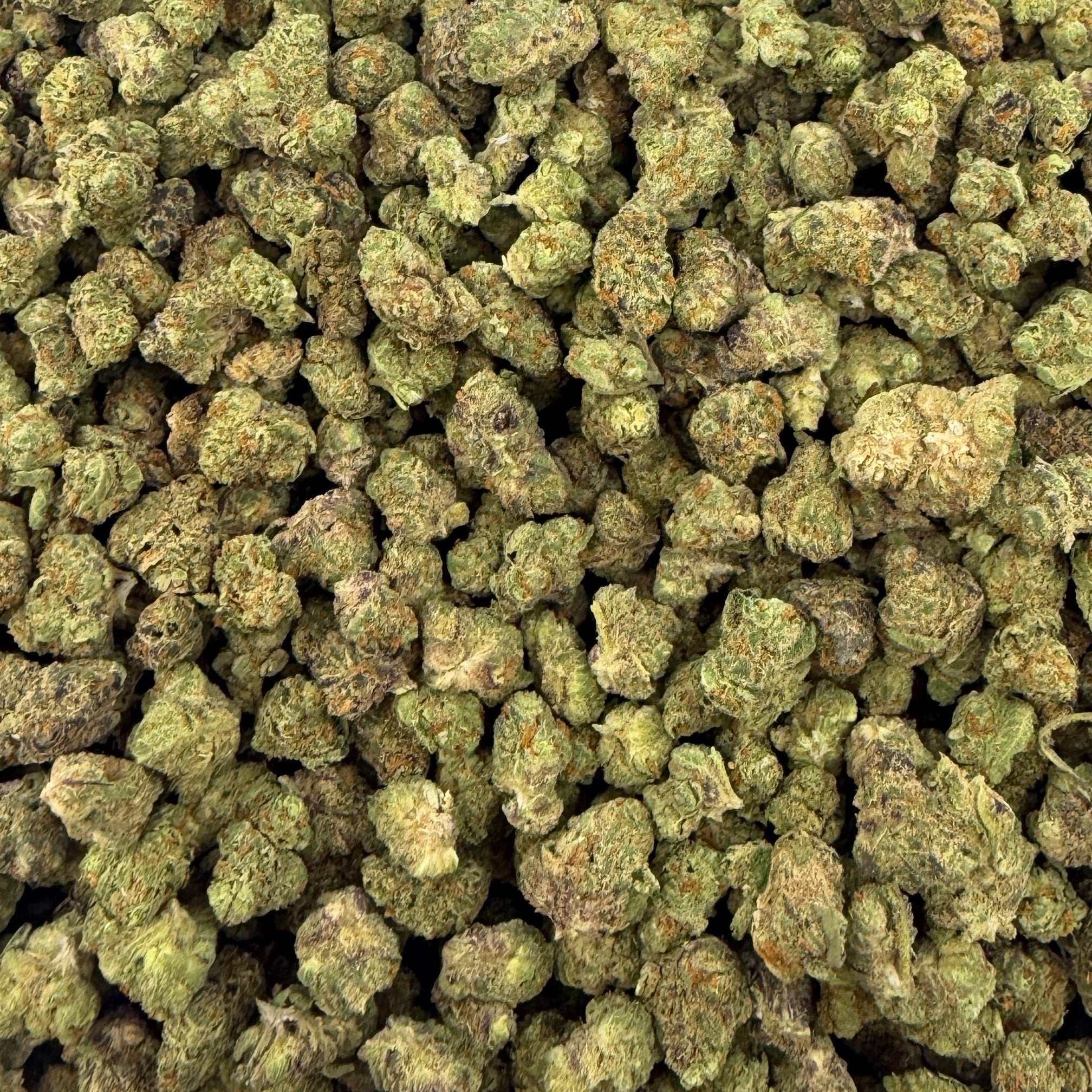 Cheetah Piss bulk THCA flower — Plain Jane 1 lb