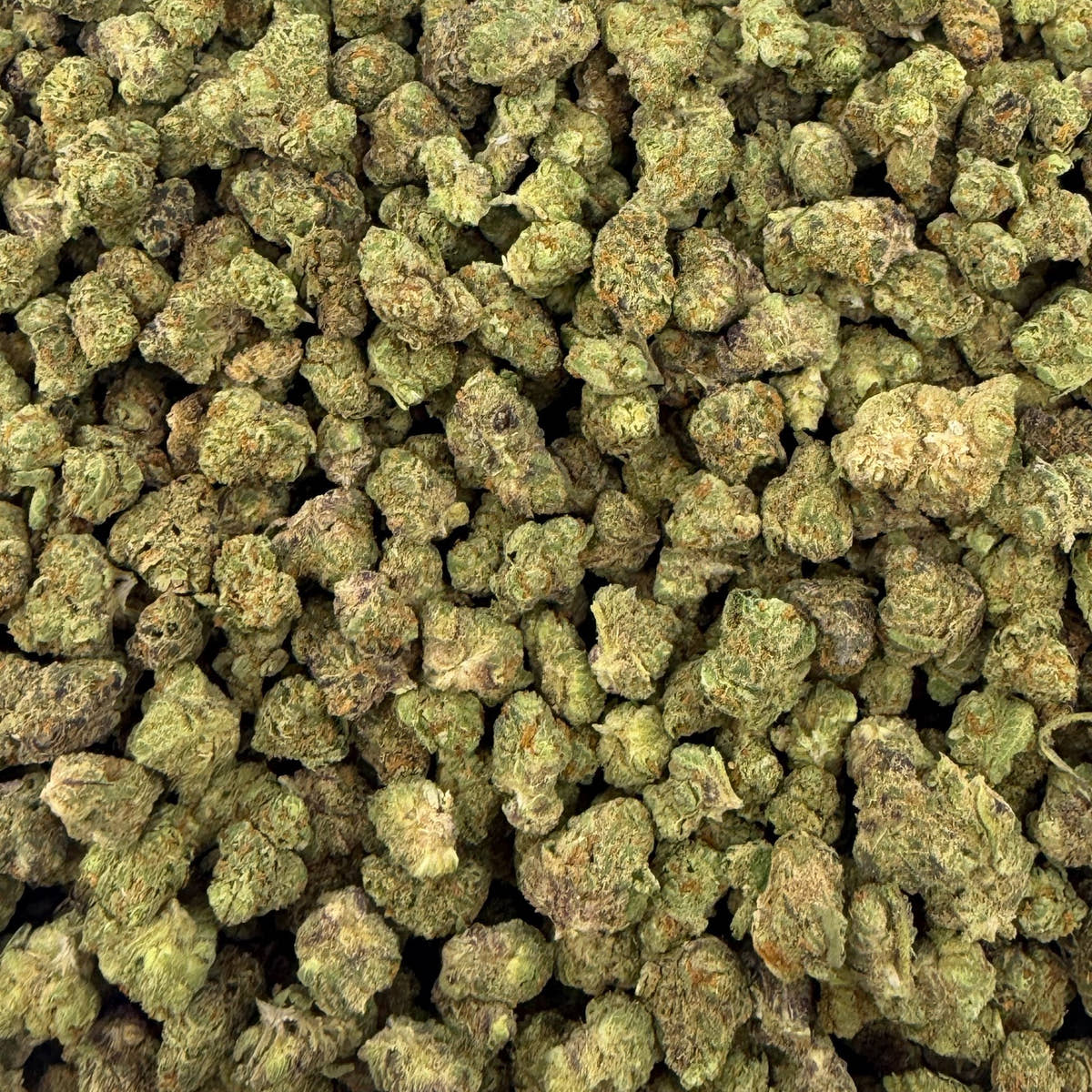 Cheetah Piss bulk THCA flower — Plain Jane 1 lb