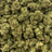 Cherry Kola bulk THCA flower — Plain Jane 1 lb
