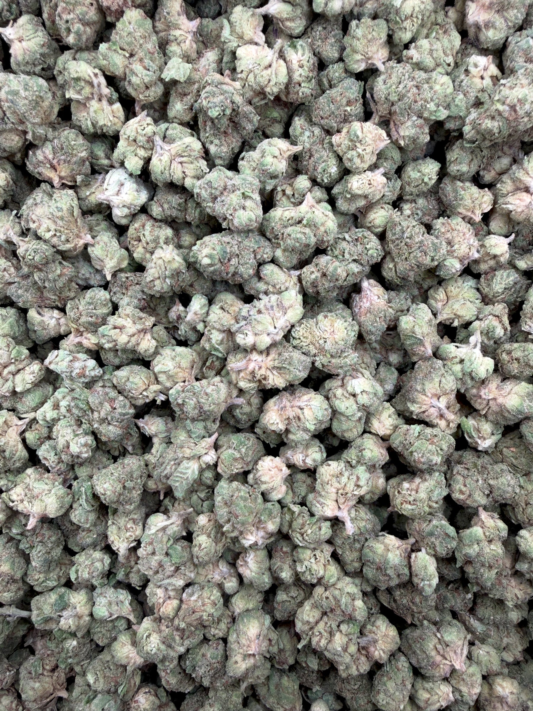 Cherry Kola Smalls THCA flower - exact current intake photograph