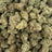 Cherry Slushie bulk THCA flower — Plain Jane 1 lb