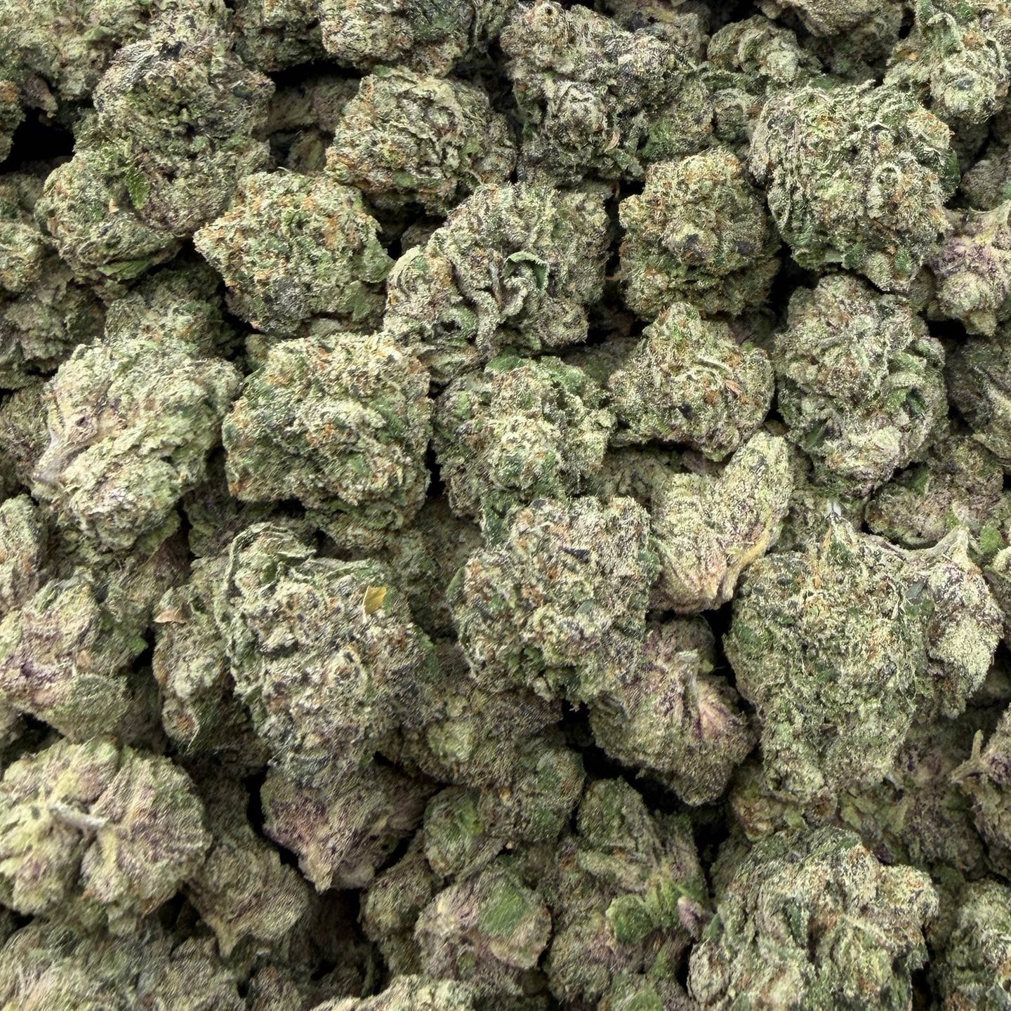 China White bulk THCA flower — Plain Jane 1 lb