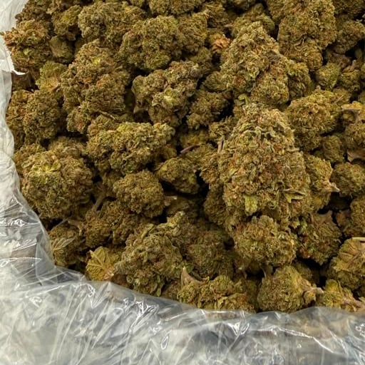 Cindy 99 bulk THCA flower — Plain Jane 1 lb