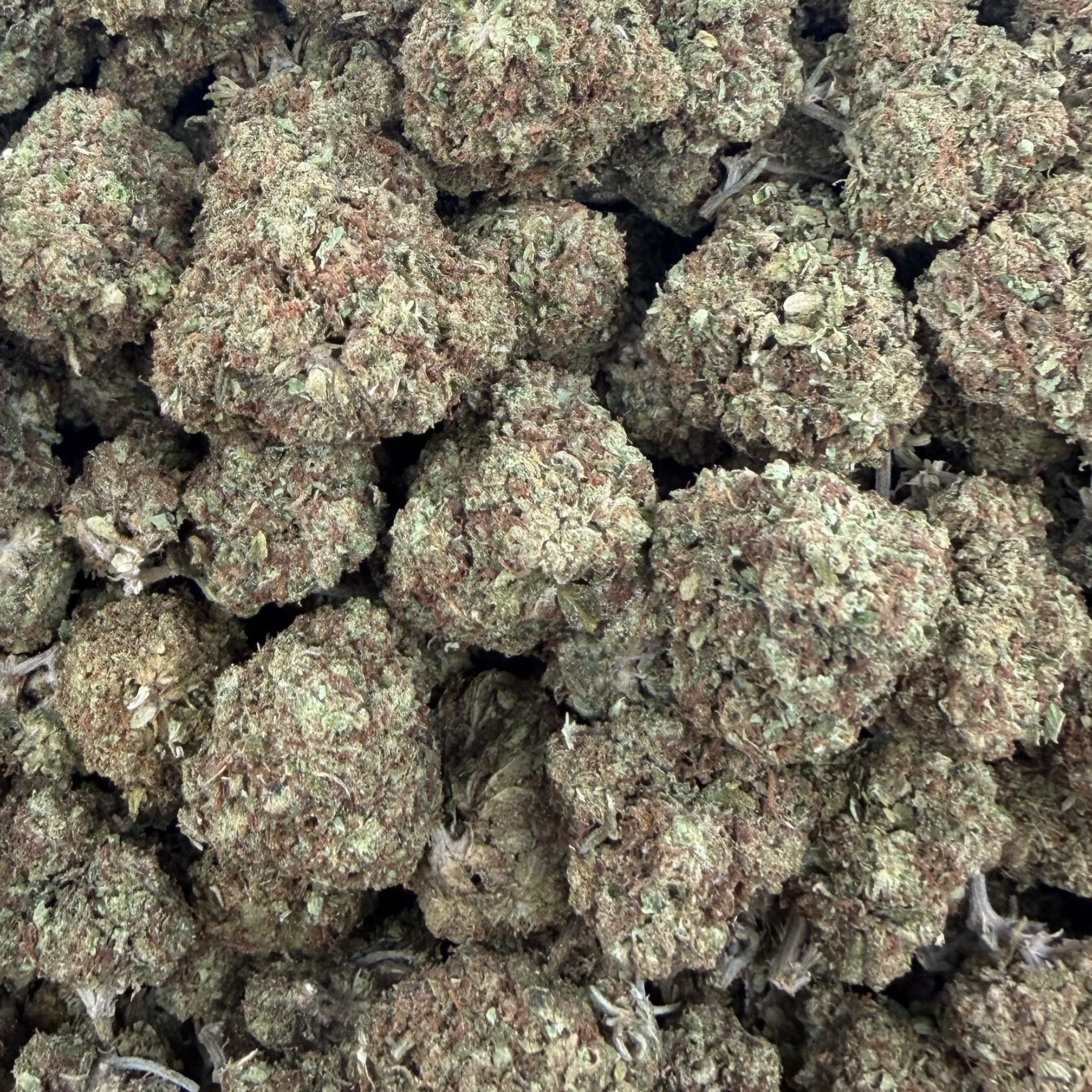 Cindy 99 bulk THCA flower — Plain Jane 1 lb