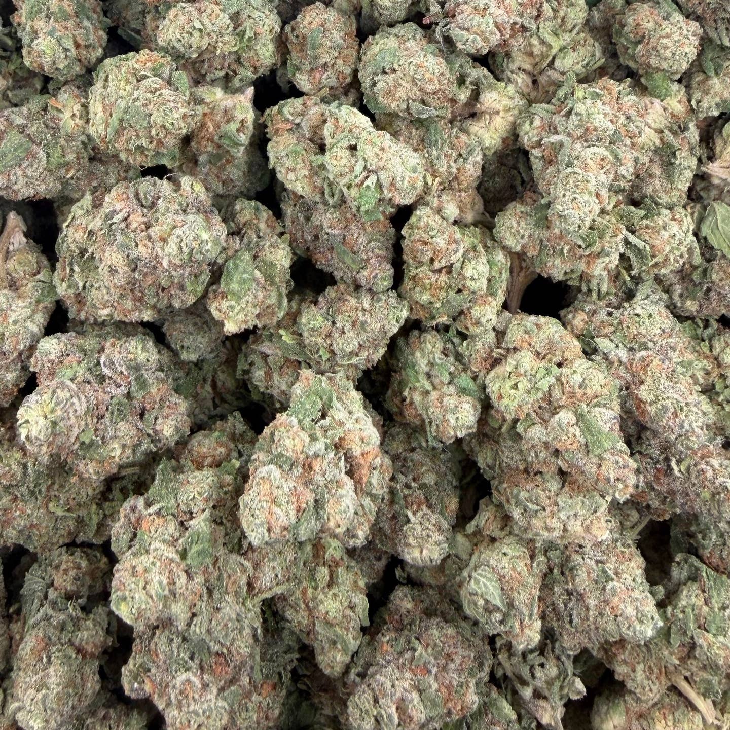 Colombia Gold bulk THCA flower — Plain Jane 1 lb