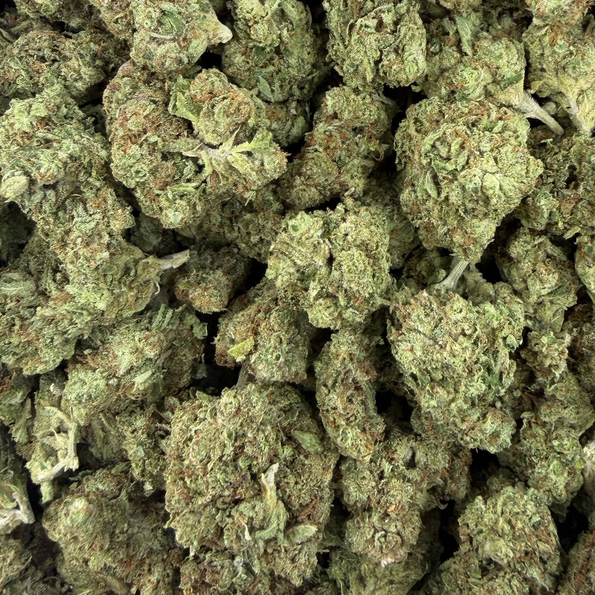 Colombia Gold bulk THCA flower — Plain Jane 1 lb