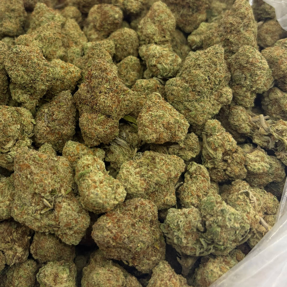 Cosmic Candy bulk THCA flower — Plain Jane 1 lb