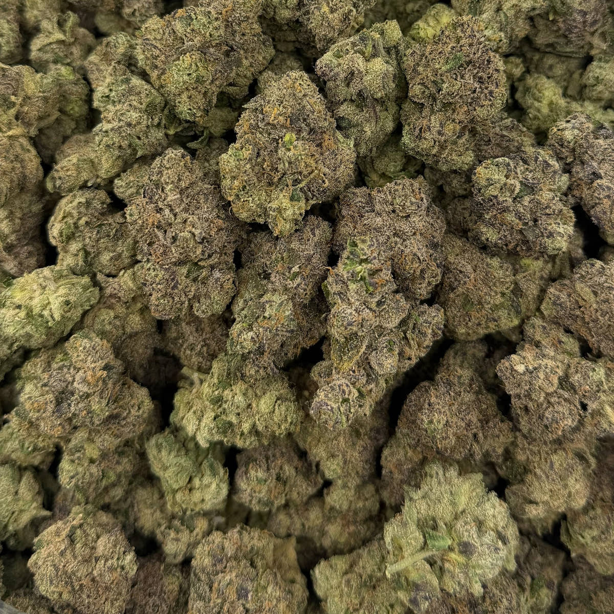 Cosmic Taffy bulk THCA flower — Plain Jane 1 lb