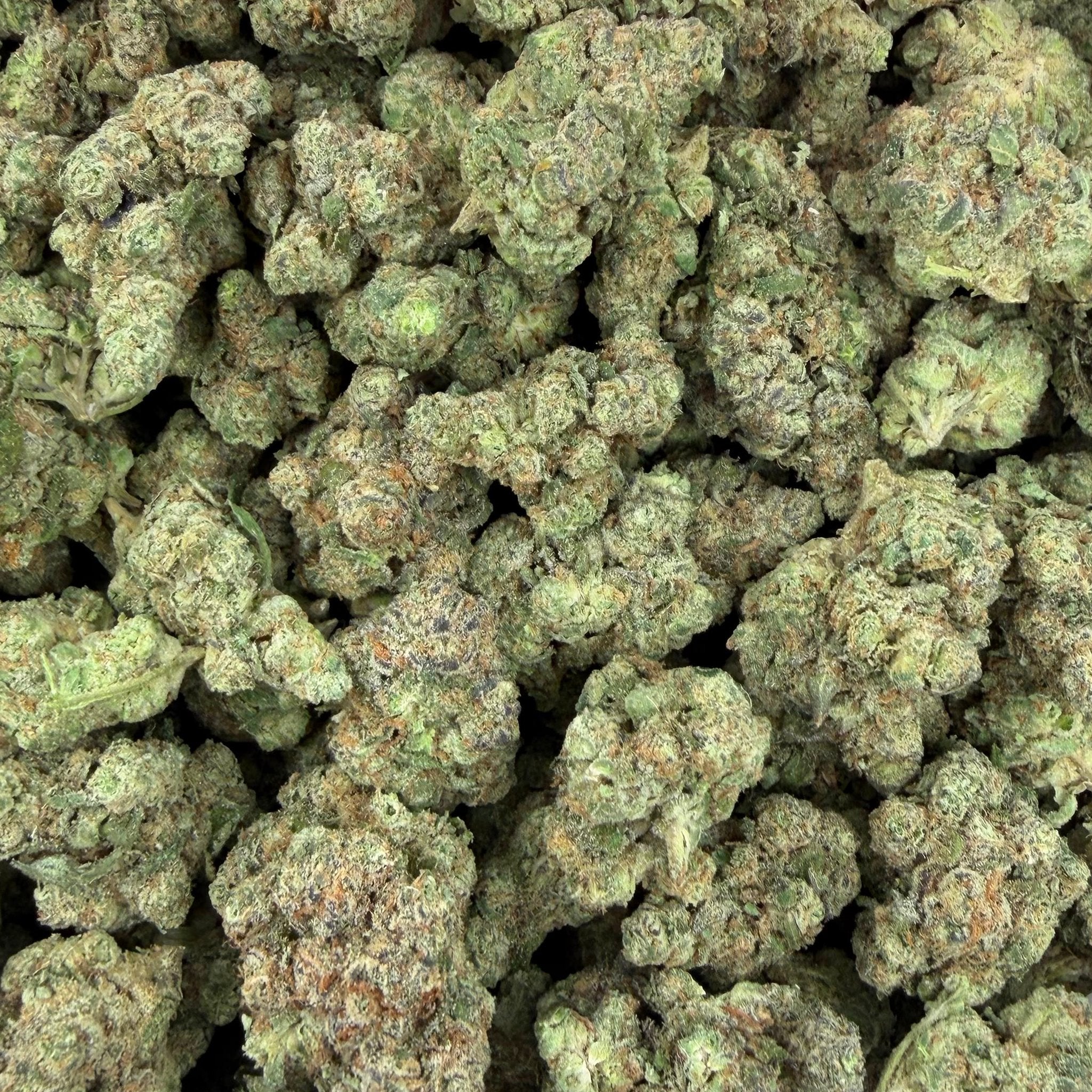 Dante Inferno bulk THCA flower — Plain Jane 1 lb