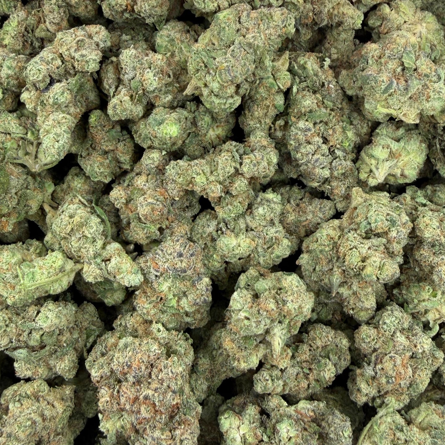 Dante Inferno bulk THCA flower — Plain Jane 1 lb