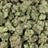 Dante Inferno bulk THCA flower — Plain Jane 1 lb
