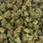 Dieseltonic bulk THCA flower — Plain Jane 1 lb