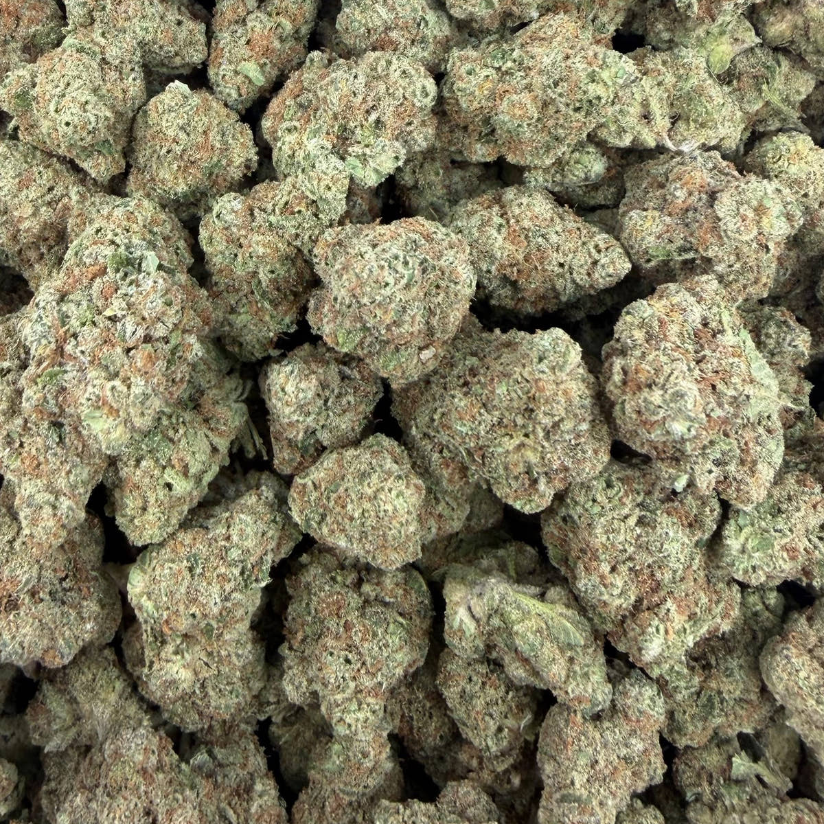 Disco Runtz bulk THCA flower — Plain Jane 1 lb