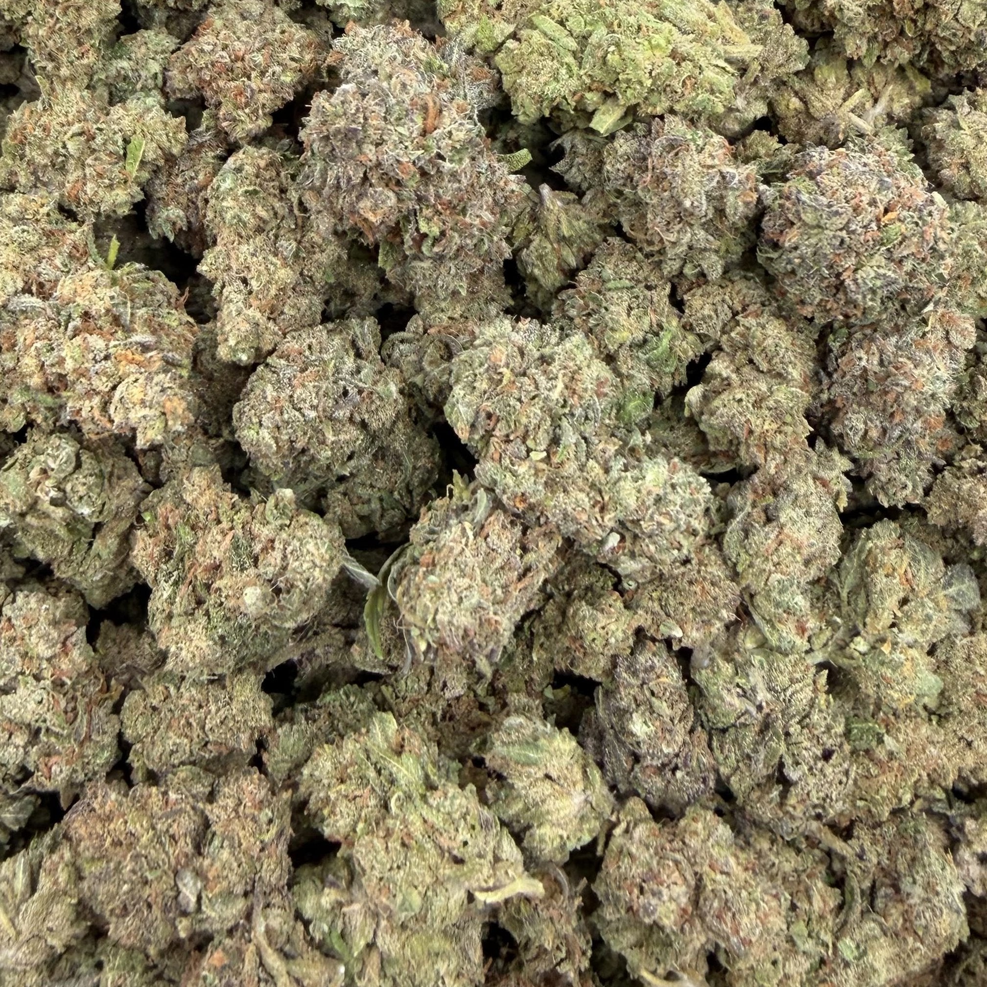 Do Si Do bulk THCA flower — Plain Jane 1 lb