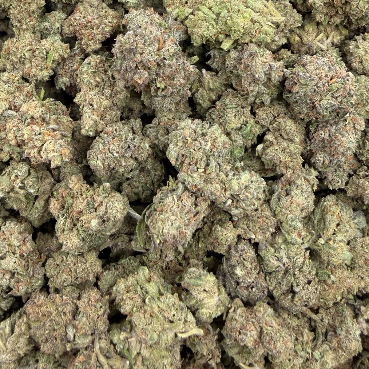 Do Si Do bulk THCA flower — Plain Jane 1 lb