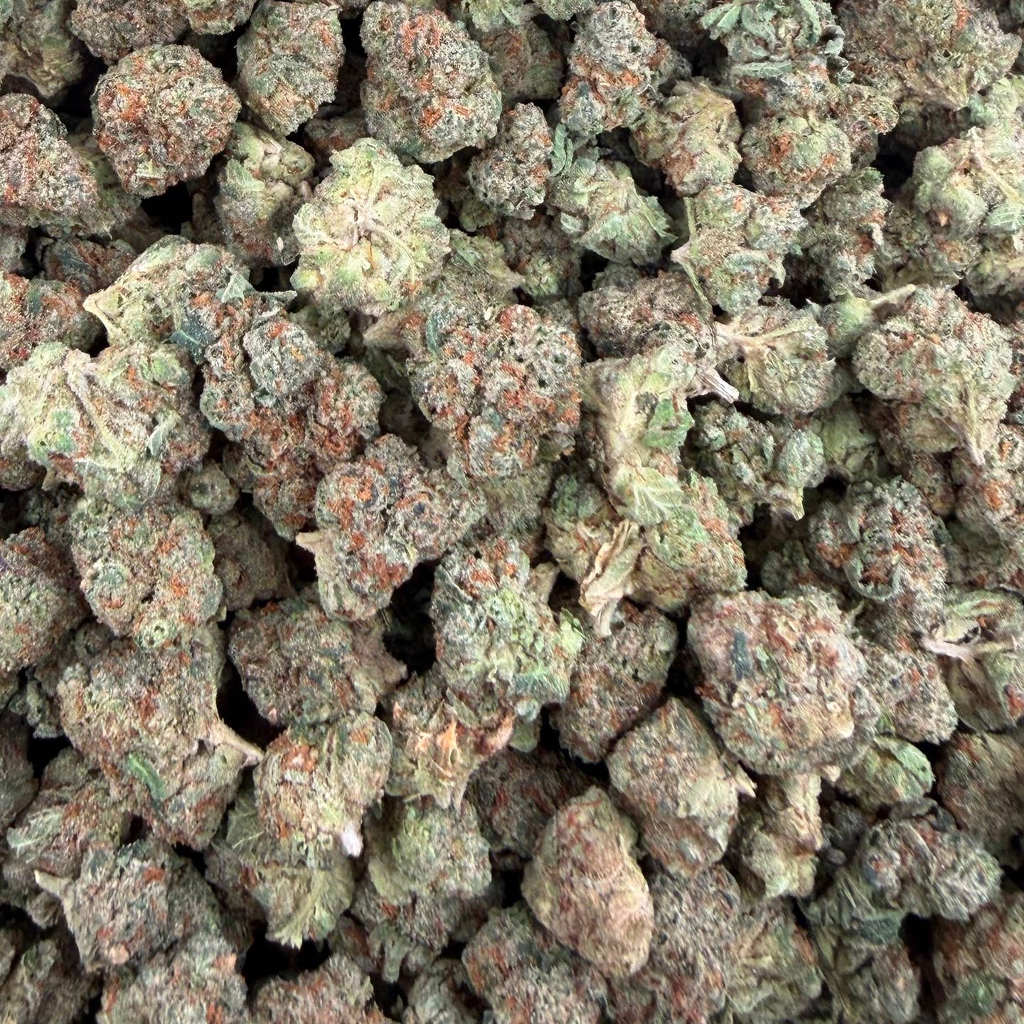 Donny Burger bulk THCA flower — Plain Jane 1 lb