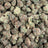 Donny Burger bulk THCA flower — Plain Jane 1 lb