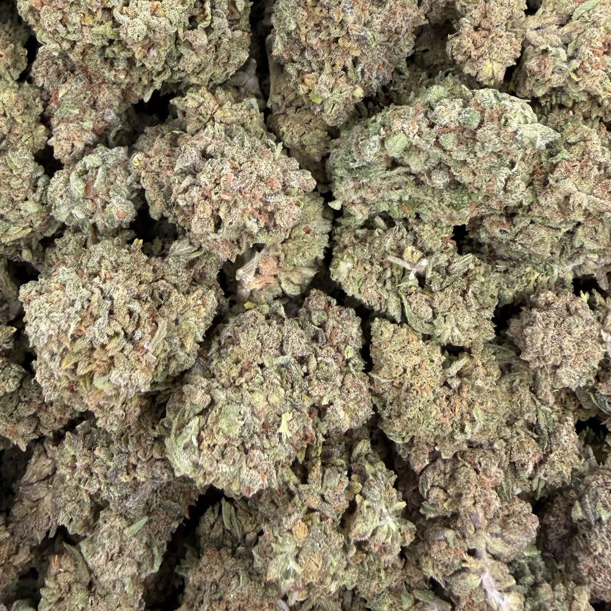 Double Runtz bulk THCA flower — Plain Jane 1 lb