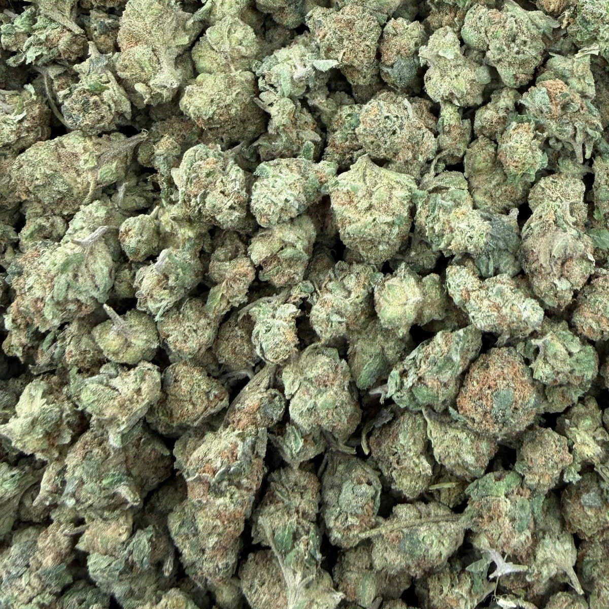 Dulce De Leche bulk THCA flower — Plain Jane 1 lb