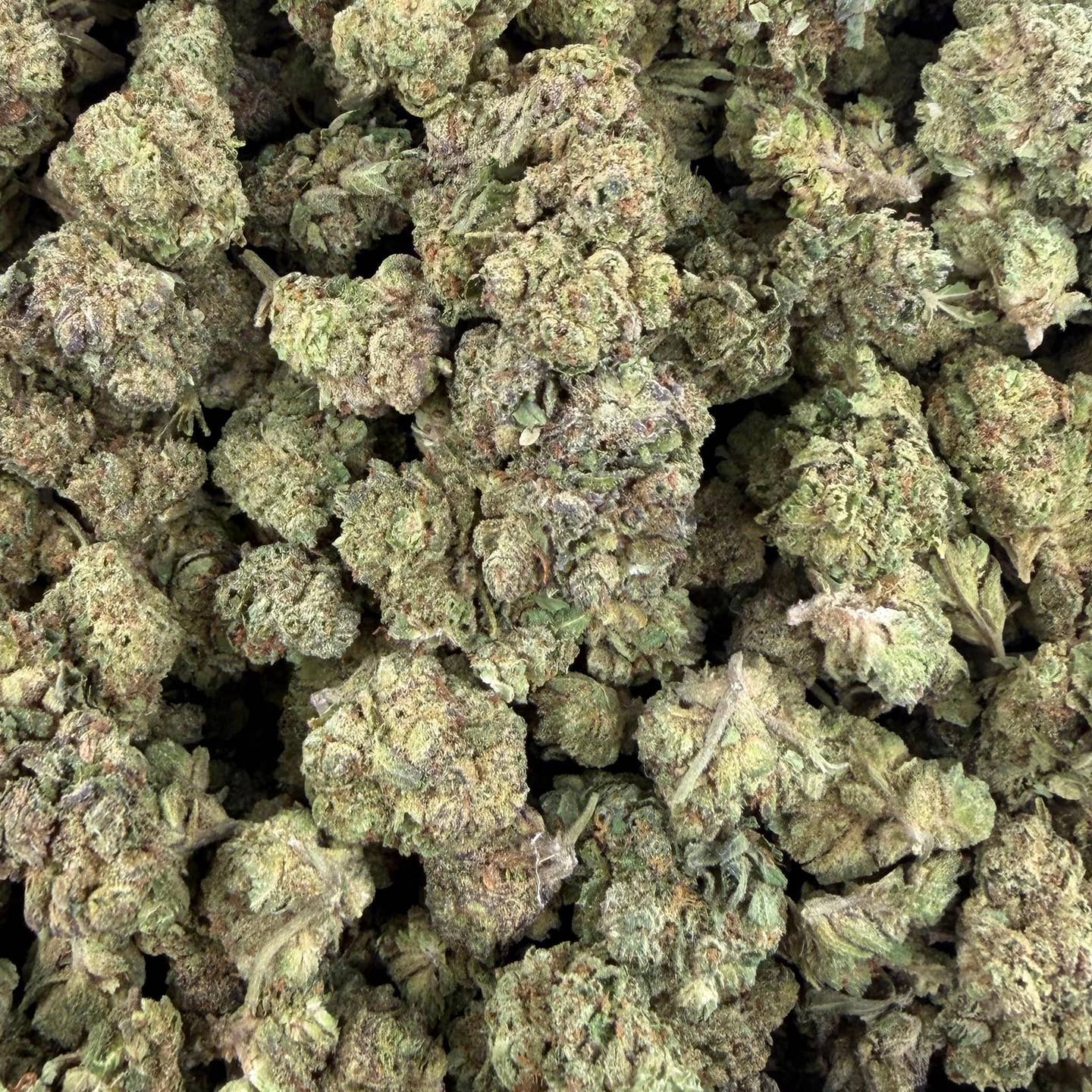 Durban Cookies bulk THCA flower — Plain Jane 1 lb