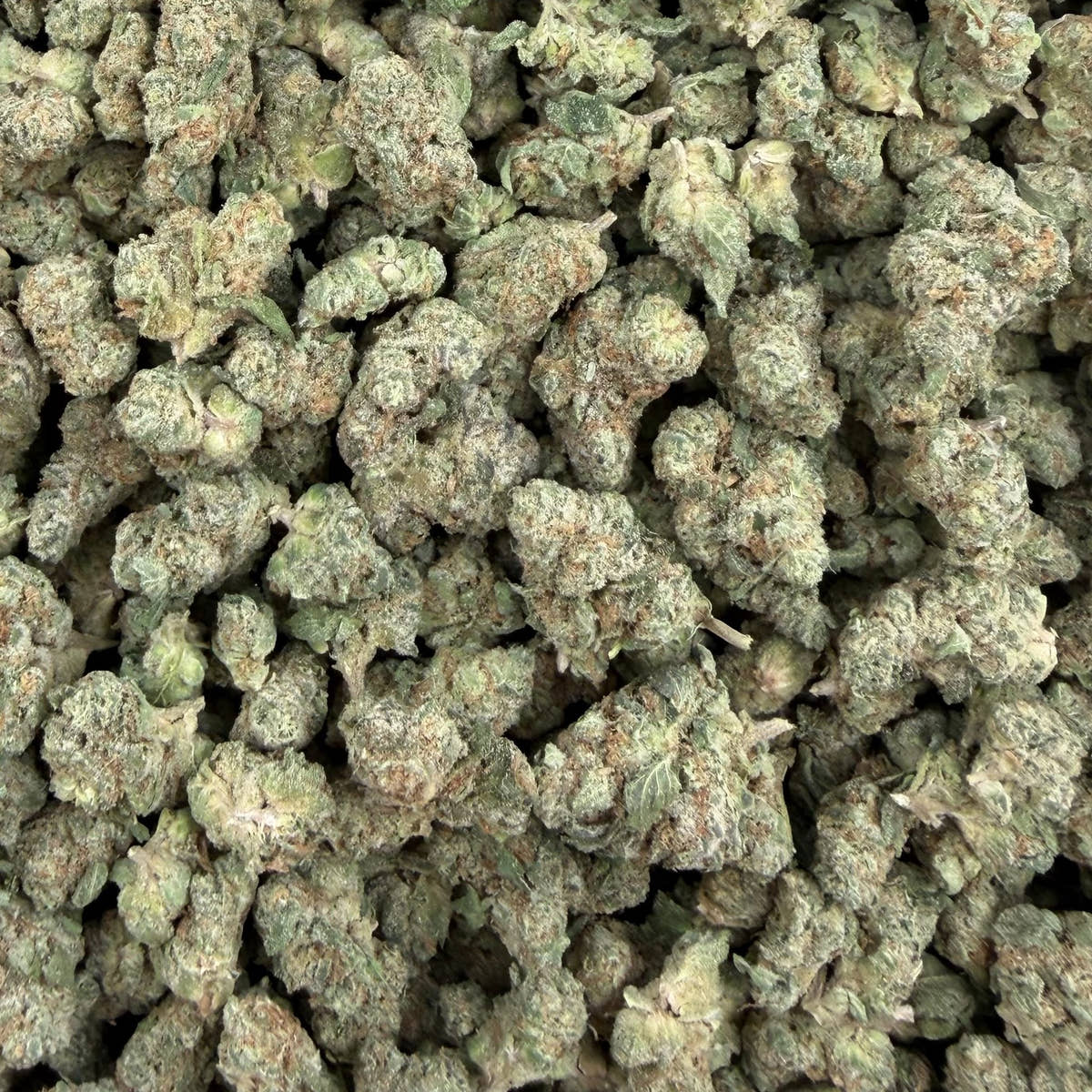 English Tea bulk THCA flower — Plain Jane 1 lb