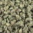 English Tea bulk THCA flower — Plain Jane 1 lb