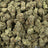 Extreme Smoke bulk THCA flower — Plain Jane 1 lb