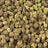 Face Off bulk THCA flower — Plain Jane 1 lb