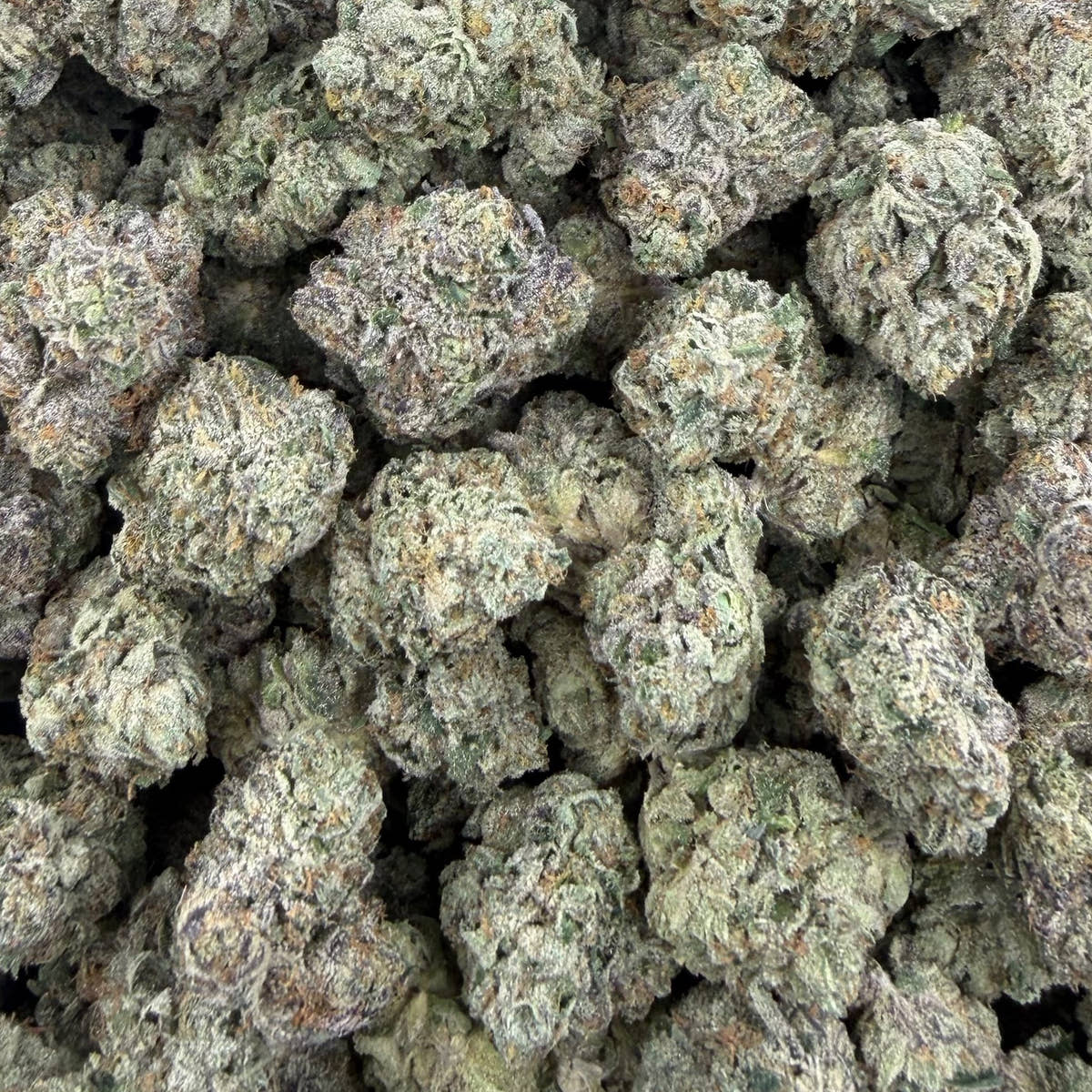 Fat Purple Candy bulk THCA flower — Plain Jane 1 lb