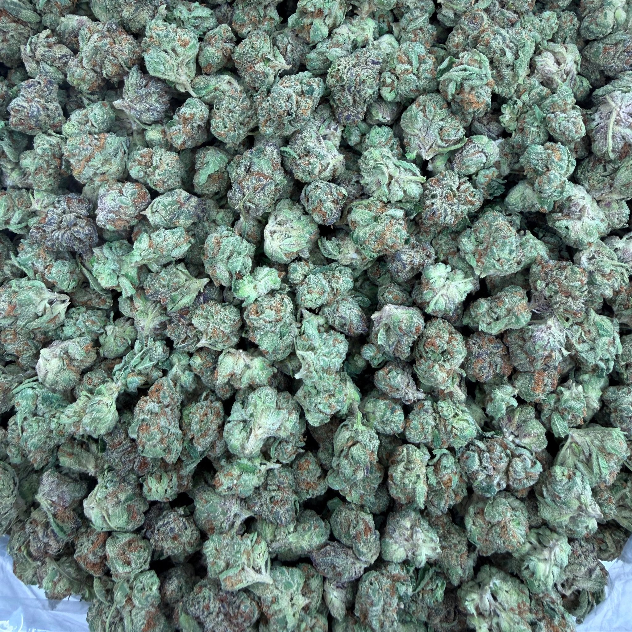 Forbidden Fruit bulk THCA flower — Plain Jane 1 lb