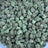Forbidden Fruit bulk THCA flower — Plain Jane 1 lb