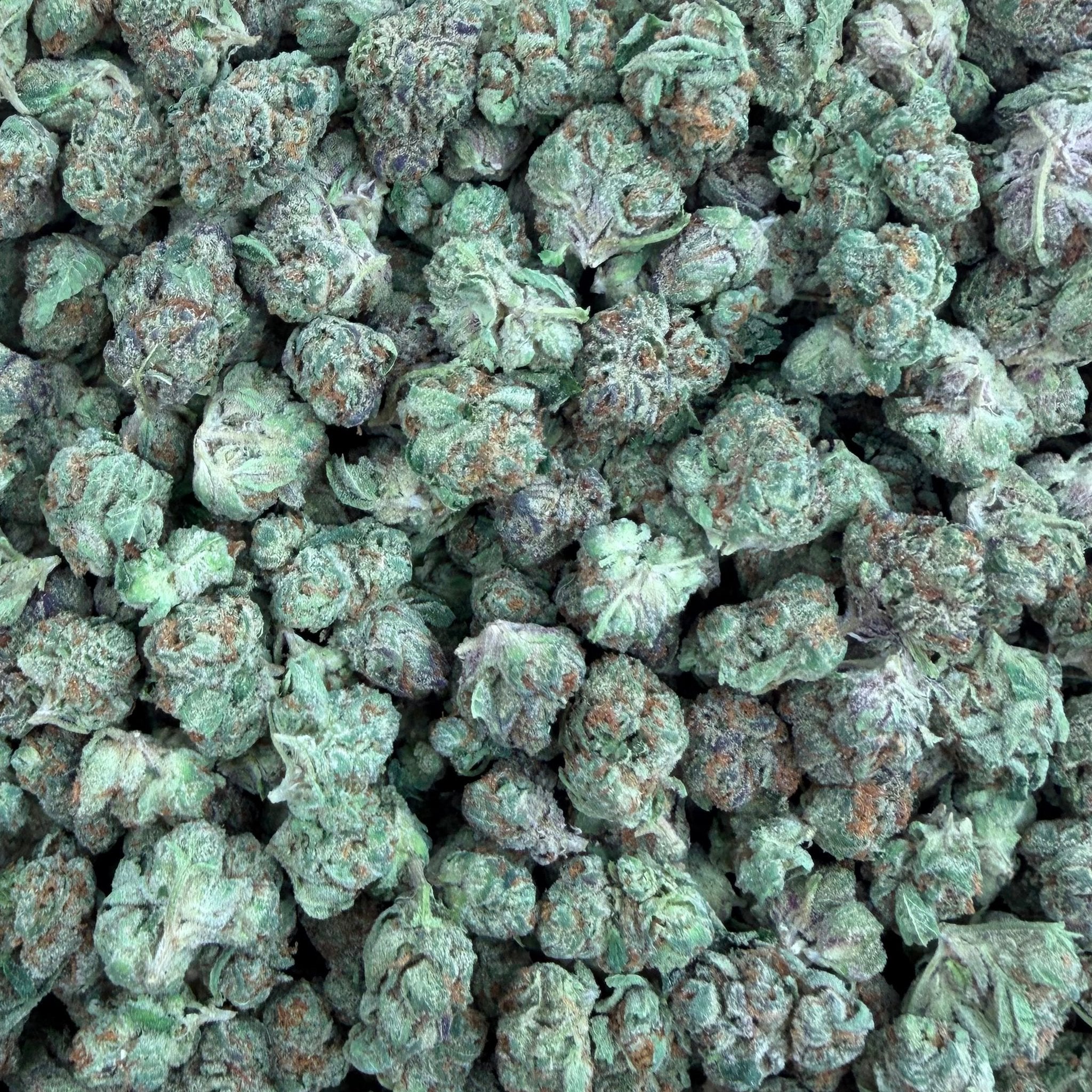 Forbidden Fruit bulk THCA flower — Plain Jane 1 lb