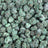 Forbidden Fruit bulk THCA flower — Plain Jane 1 lb
