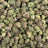 Forbidden Fruit bulk THCA flower — Plain Jane 1 lb