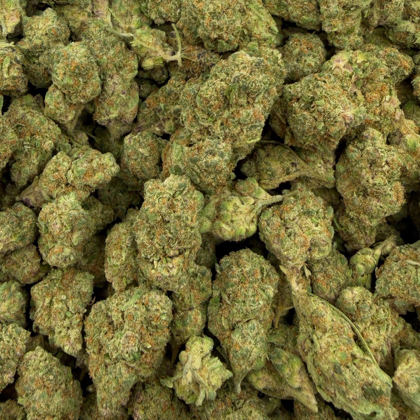 Forbidden Fruit bulk THCA flower — Plain Jane 1 lb