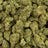 Forbidden Fruit bulk THCA flower — Plain Jane 1 lb