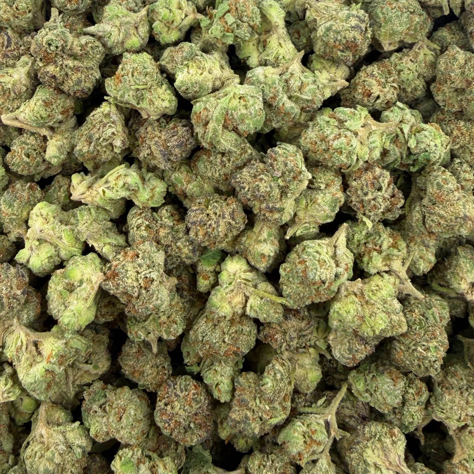 Forbidden Fruit bulk THCA flower — Plain Jane 1 lb