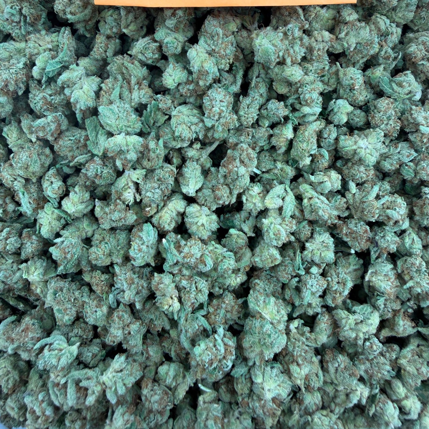 Frosted Runtz bulk THCA flower — Plain Jane 1 lb
