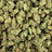 Funk Bomb bulk THCA flower — Plain Jane 1 lb