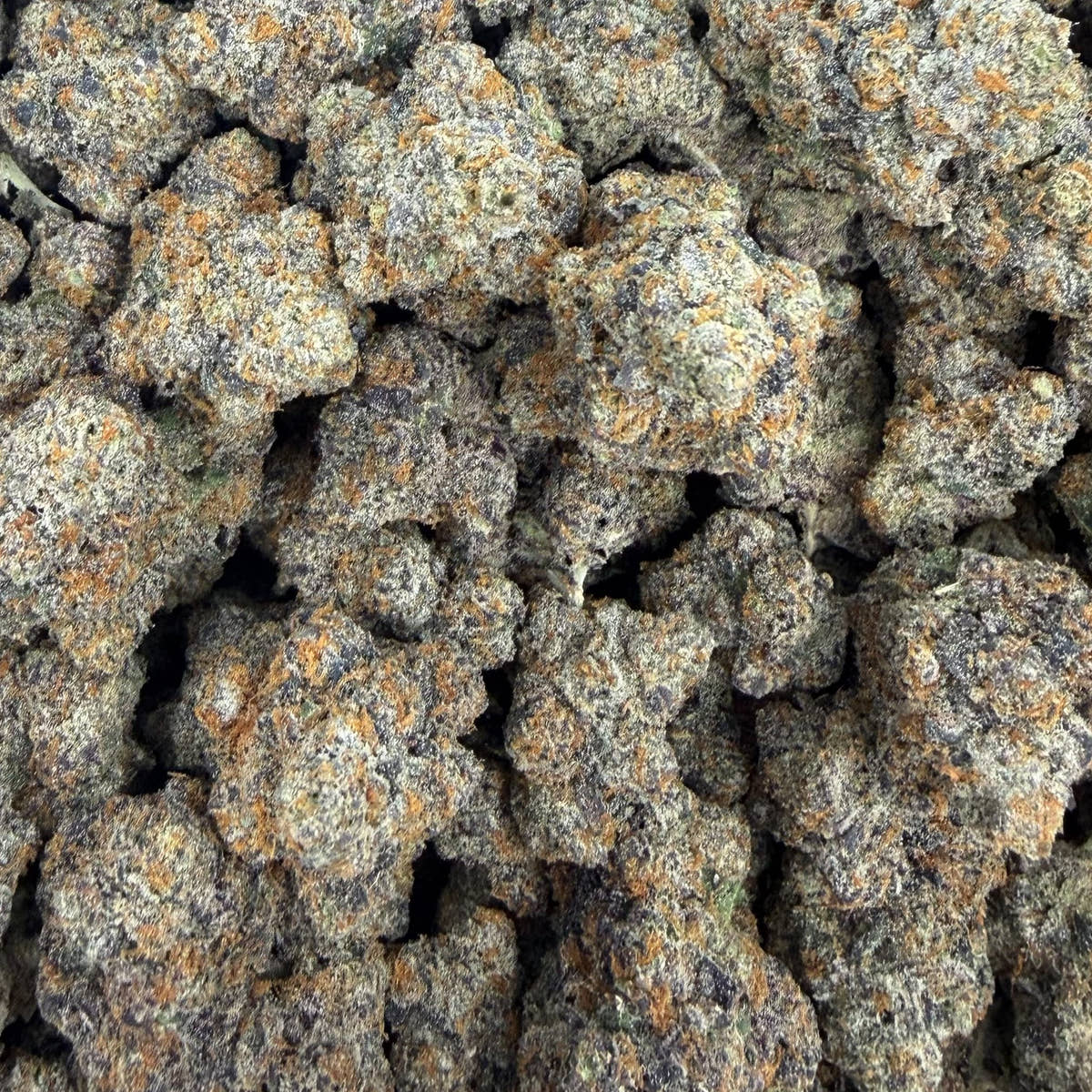 Galactic Warheads bulk THCA flower — Plain Jane 1 lb