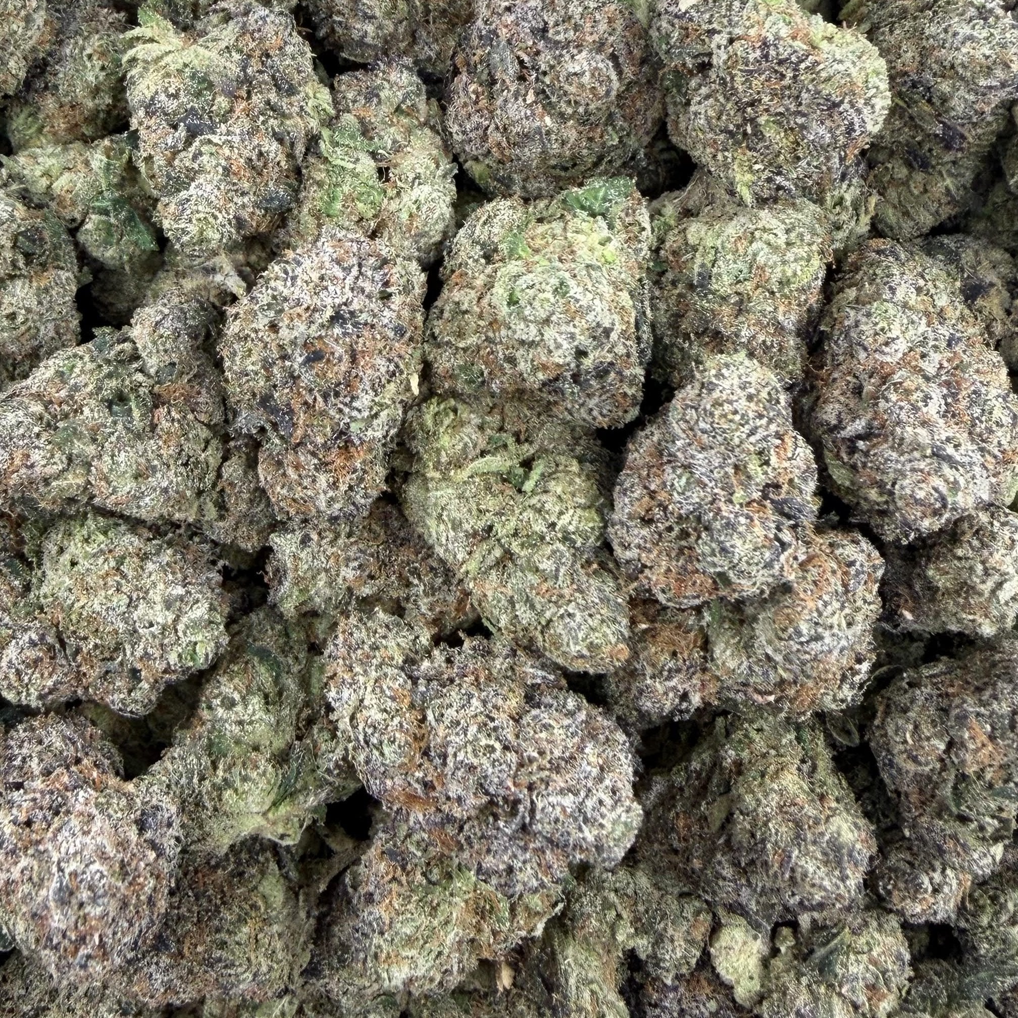 Galactic Warheads bulk THCA flower — Plain Jane 1 lb