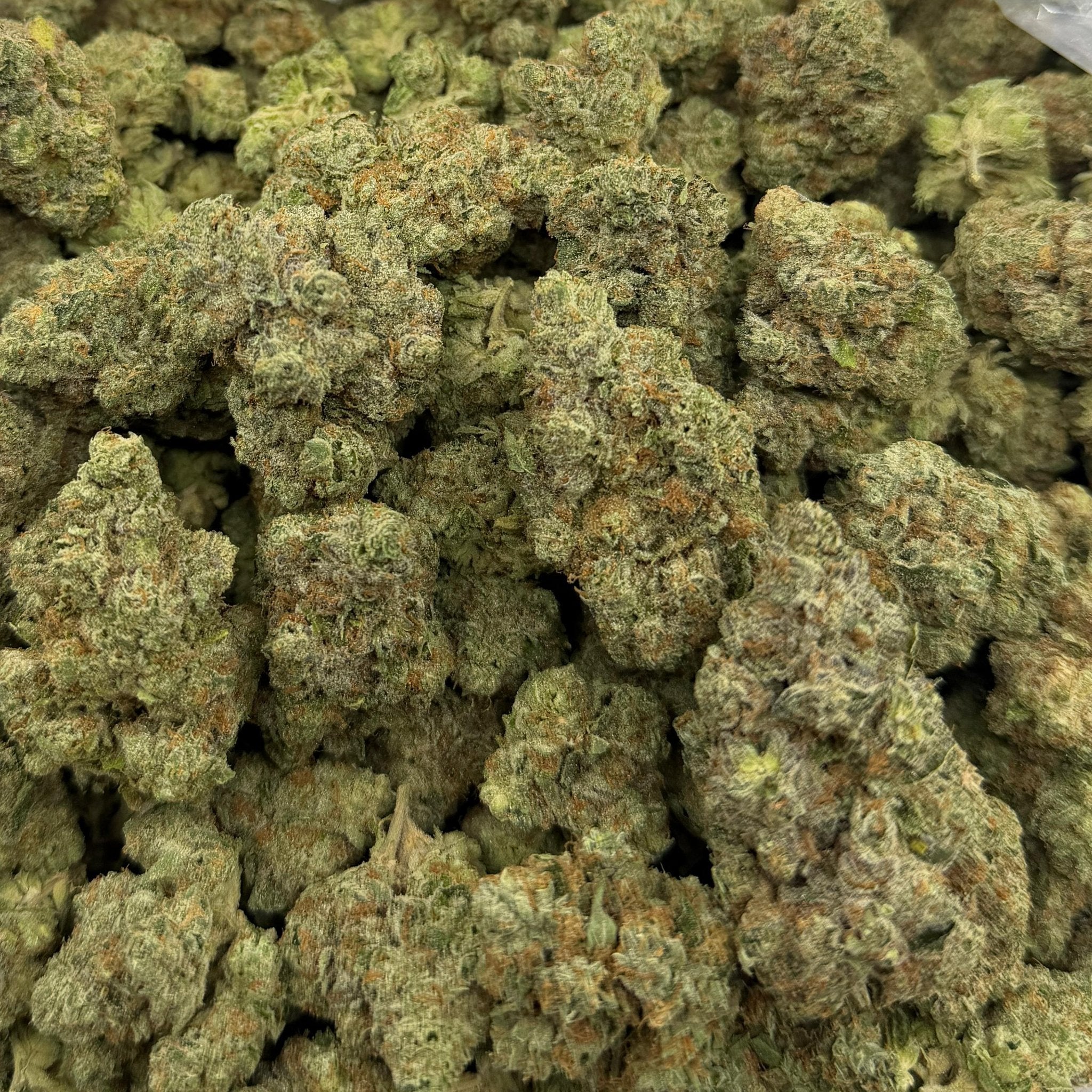 Garlic Cookies bulk THCA flower — Plain Jane 1 lb