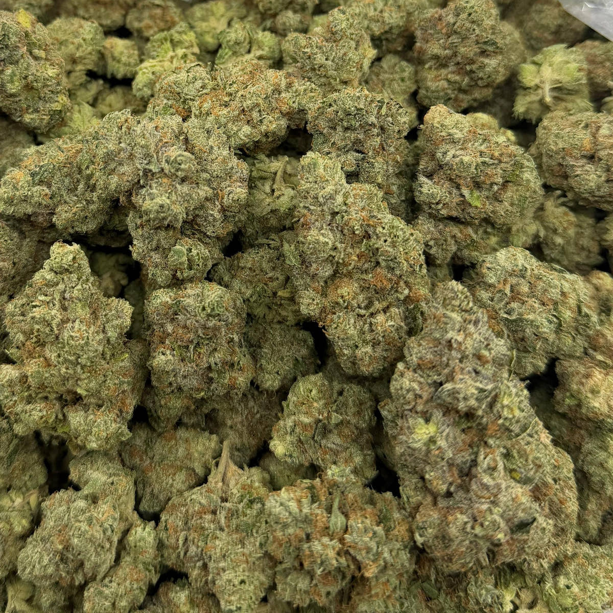 Garlic Cookies bulk THCA flower — Plain Jane 1 lb