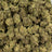 Garlic Cookies bulk THCA flower — Plain Jane 1 lb